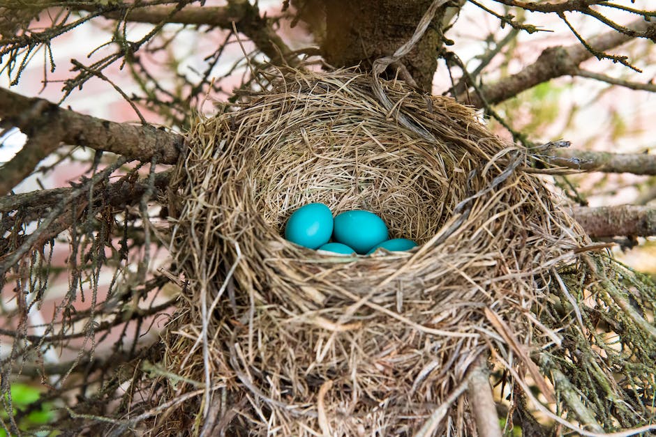  Nest Cam Aufnahme ohne WLAN Verbindung